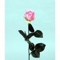 TIGE ROSE CREME HT 43CM