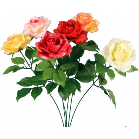TIGE ROSE ASSORTIES H60
