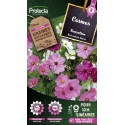 FLEURS COSMOS varie