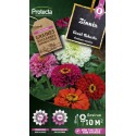 FLEURS ZINNIA geant robusta varie