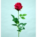 TIGE ROSE PRINCESSE ROUGE HT80CM